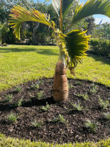 Florida landscaping